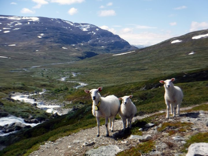 Sauer på fjellbeite. Foto: Grete Lene Serikstad