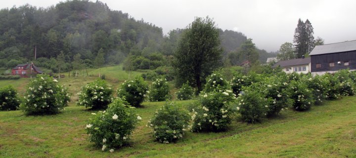 Hylleblomster til hylleblomstsaft. Foto: Anita Land