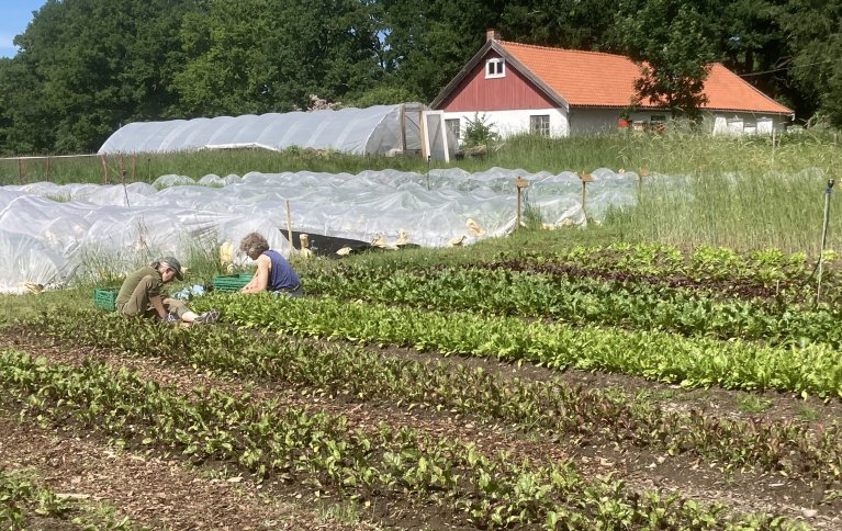 Småskala grønnsaksproduksjon hos en av produsentene som er med i prosjektet "Bønder og byen", juni 2021. Foto: Anne-Kristin Løes