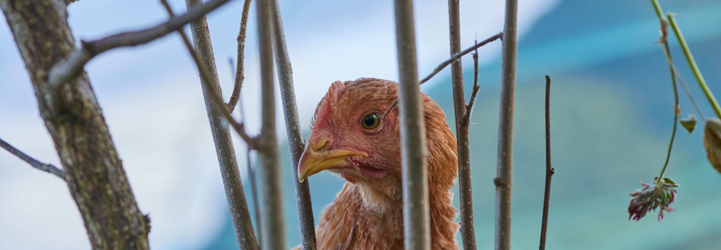  Kylling på uteområde med beplantning av nyttevekster kan være en måte å oppfylle det nye økologiske regelverke på. Foto: Steffen Adler