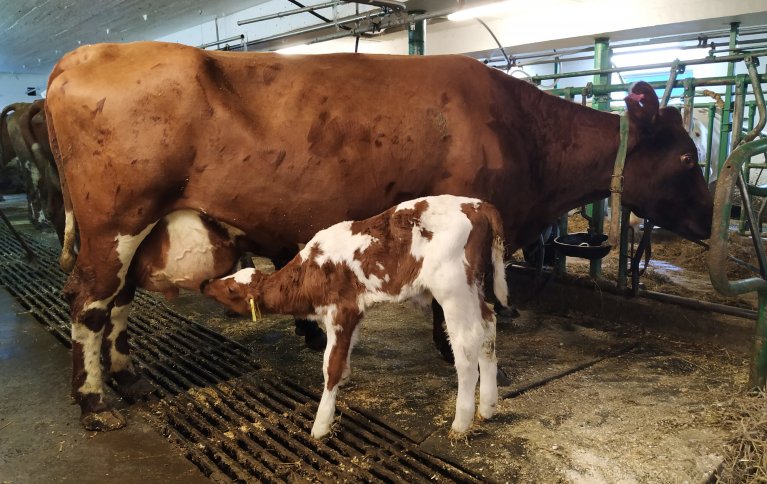 KU OG KALV SAMMEN I MELKEPRODUKSJON: Det er økende interesse for driftsopplegg der ku og kalv får gå sammen lenger enn det som oftest er vanlig i dag. Foto: Rosann Johanssen