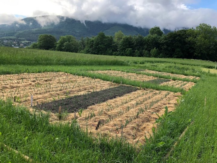 Plantehakk  lagt på dyrkingssenger i forsøksfelt på Tingvoll gard. Foto: A-K. Løes
