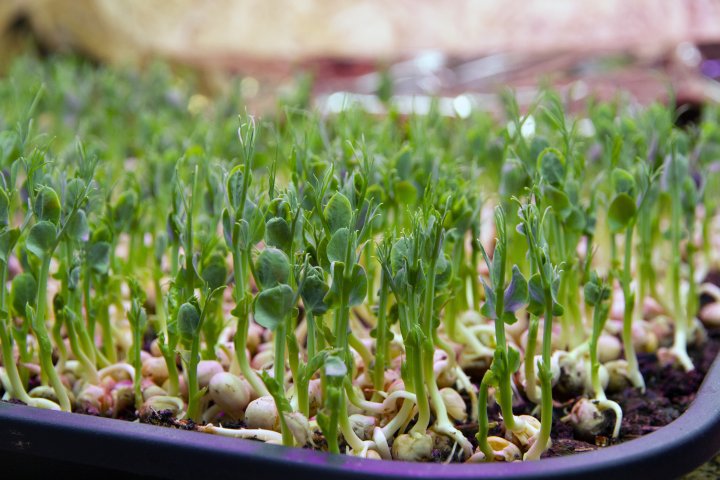 Mikrogrønt er populært.  Mari Sandsund dyrker mikrogrønt i oppalrommet i kjelleren. Foto: Anita Land