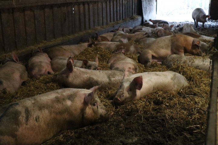 Når slaktegrisene er lei av å rote rundt i skogen kan de gå inn og slappe av på halmseng. . Foto: Rose Bergslid