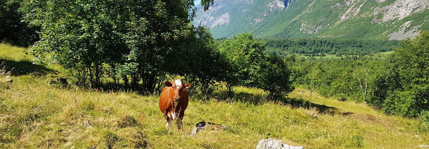 Kyr er som folk, de liker å være ute. Foto: Rose Bergslid 