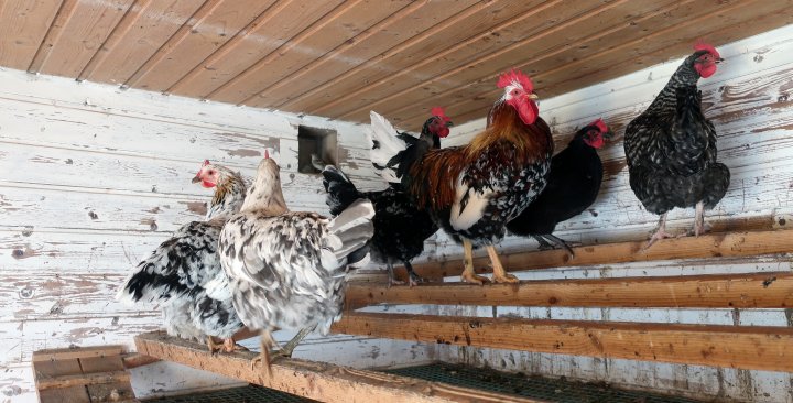 Hobbyhøns som står på vagler. Foto: Juni Rosann E. Johanssen