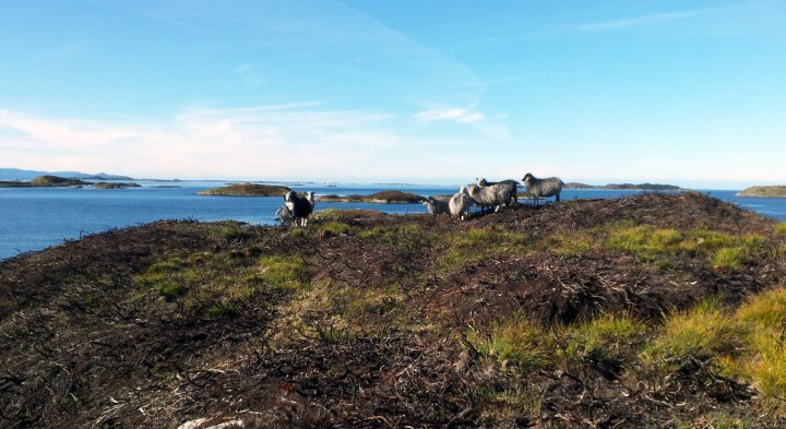 Sauene trives godt i brannflatene. Her fra Småge i Møre og Romsdal. Foto: Maud Grøtta