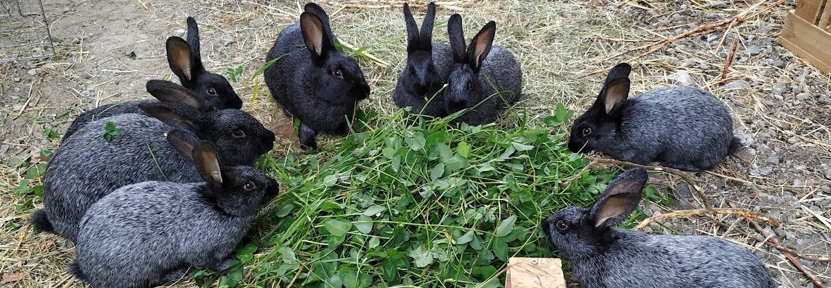 I økologisk kaninhold er det fokus på naturlig atferd hvor kaninene skal kunne oppholde seg mye utendørs sammen med artsfrender. Foto: Juni Rosann E. Johanssen 