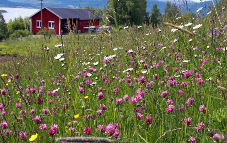 MER ROBUST: Blomstereng med mange arter er mer robust mot skadedyr enn monokultur viser en tysk/amerikansk studie. Foto: Anita Land