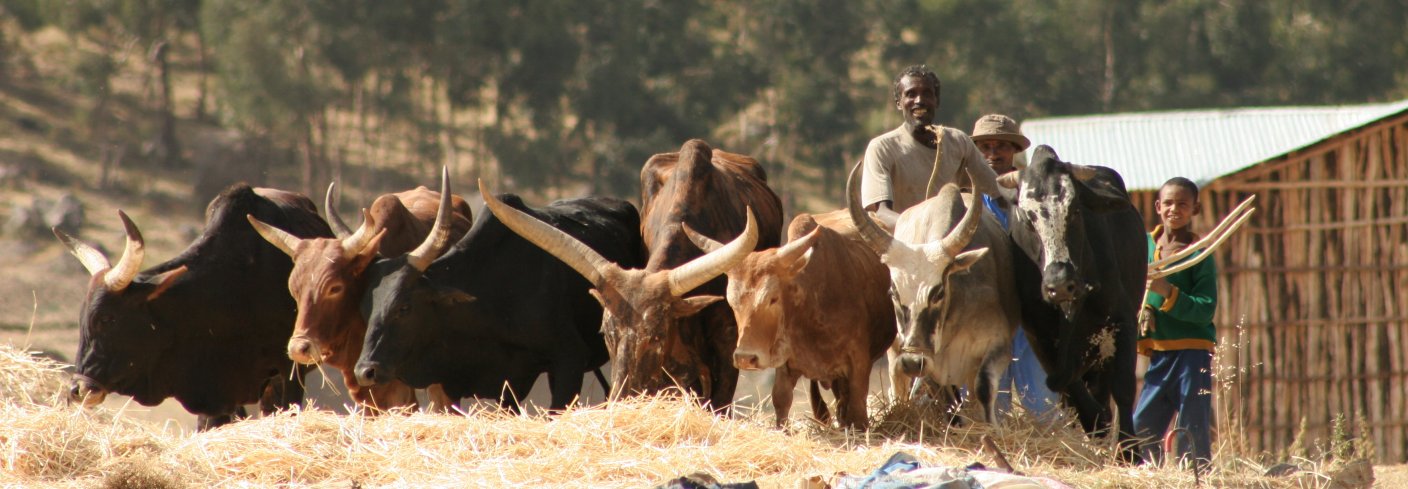 Okser har stor  tradisjonell betydning for landbruket i Etiopia. Foto: Anita Land