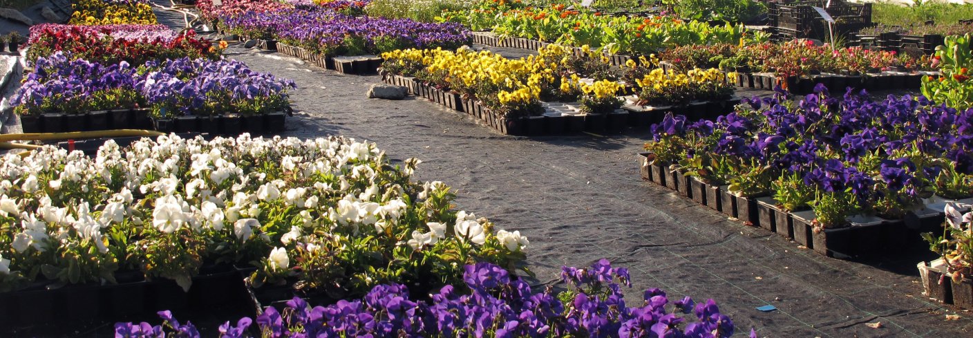 Salgsklare planter på Skulgam økologiske gartneri. Foto: Skulgam gartneri