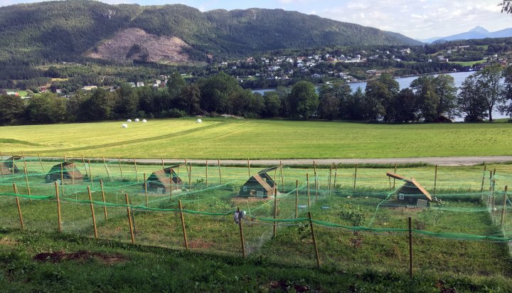 Noen av husene og uteområdene i forsøket på Tingvoll gard. . Foto: Steffen Adler